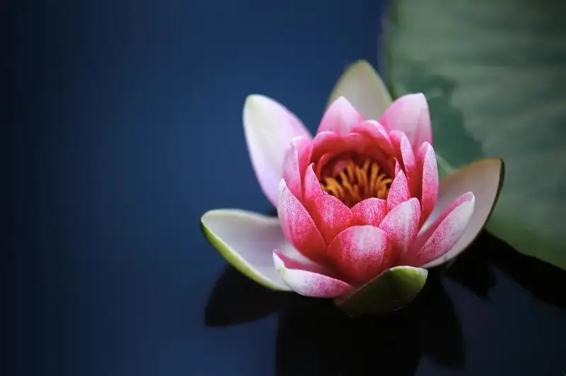 Lotus representing pure values